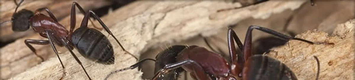 Close-up of ants on wood showing an active ant infestation in Clearwater, FL