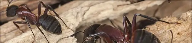 Close-up of ants on wood showing an active ant infestation in Clearwater, FL