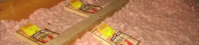 Mouse traps placed in an attic for rodent control in Clearwater, FL