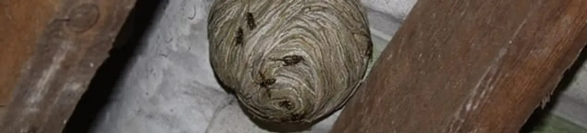 Wasp nest in an attic space, a common home infestation risk in Clearwater, FL