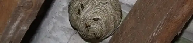 Wasp nest in an attic space, a common home infestation risk in Clearwater, FL