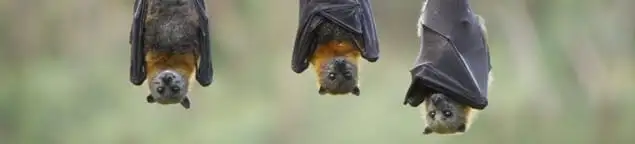 Bats roosting together, a common sign of a bat infestation in Clearwater, FL