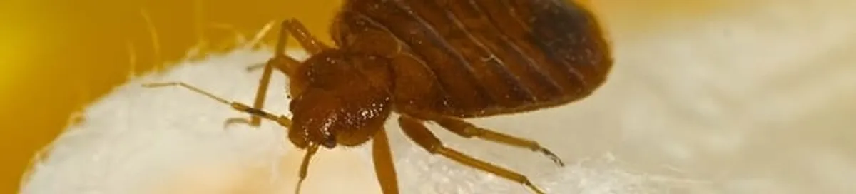 Close-up of a bed bug, a sign of an active infestation in Clearwater, FL