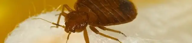 Close-up of a bed bug, a sign of an active infestation in Clearwater, FL
