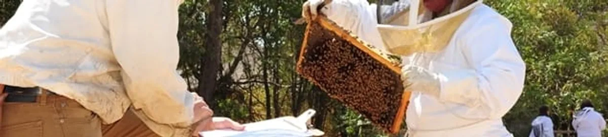 Bee removal specialists relocating a hive and honeycomb safely in Clearwater, FL