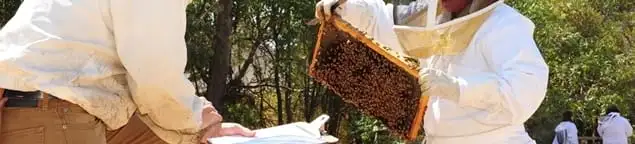 Bee removal specialists relocating a hive and honeycomb safely in Clearwater, FL