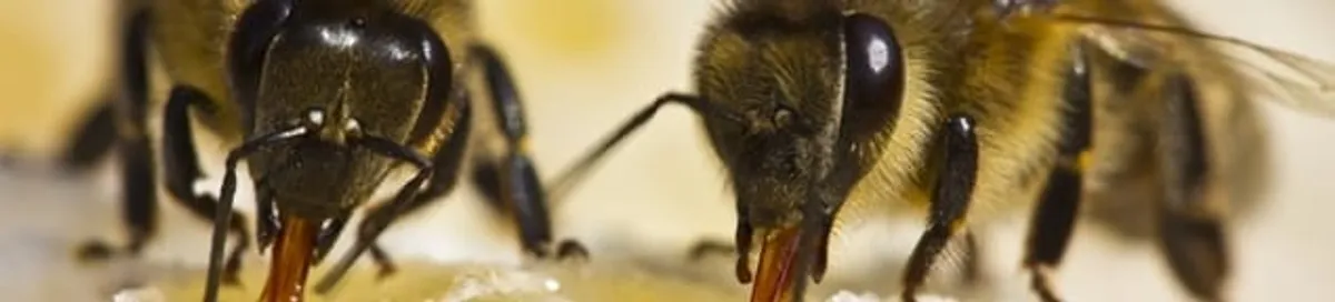 Close-up of honey bees, a sign of a nearby hive in Clearwater, FL