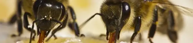 Close-up of honey bees, a sign of a nearby hive in Clearwater, FL