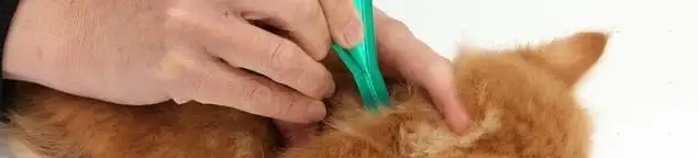 Flea treatment for pets using a flea comb, a sign of flea problems in Clearwater, FL