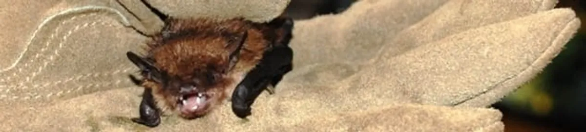 Bat removal specialist holding a bat safely during humane exclusion in Clearwater, FL