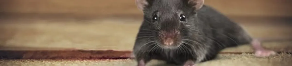 Mouse indoors, a common sign of a rodent infestation in Clearwater, FL