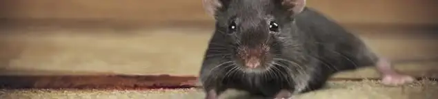 Mouse indoors, a common sign of a rodent infestation in Clearwater, FL