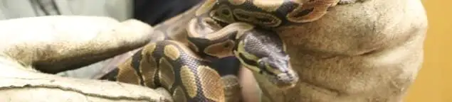 Snake removal specialist safely handling a snake with protective gloves in Clearwater, FL