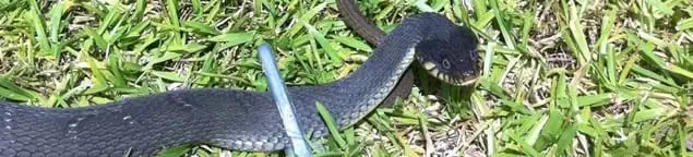 Snake in a yard, a common sign of a snake problem near a home in Clearwater, FL