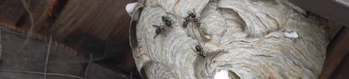 Close-up of a wasp nest with active wasps, a sign of an infestation in Clearwater, FL