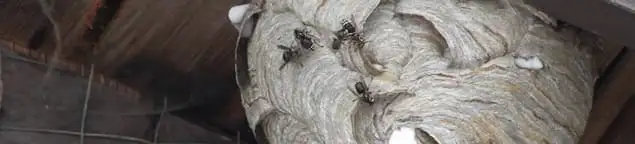 Close-up of a wasp nest with active wasps, a sign of an infestation in Clearwater, FL